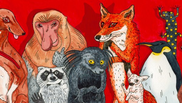 Illustration of animals.